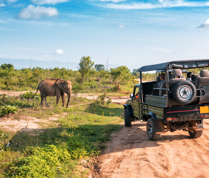 Safari Adventure in South Africa